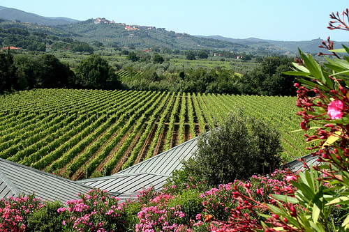 Cantine Aperte: déjate seducir por los vinos de la Toscana